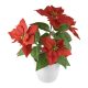 SOMOGYI Home SCF 5 mikulásvirág, 5 db LED, beltéri